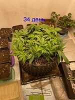 IMG_3002.jpeg