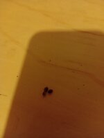 IMG_20260219_190601.jpg
