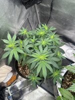 IMG_9847.jpeg