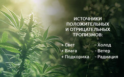 Vidy-tropizmov-u-kannabisa__Kb5eXEY1902Z1EHh.jpg Vidy-tropizmov-u-kannabisa__Kb5eXEY1902Z1EHh.jpg