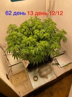 IMG_3374.jpeg