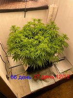 IMG_3444.jpeg