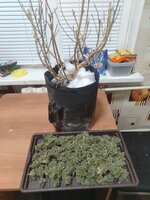 IMG_20260317_005324.jpg