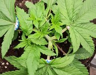 IMG_1053.jpeg