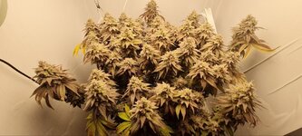 IMG_1079.jpeg