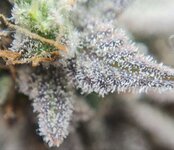 IMG_1088.jpeg