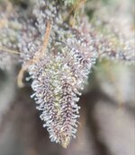 IMG_1087.jpeg