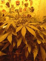 IMG_20260329_105819.jpg