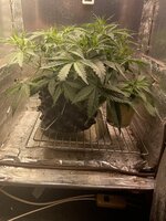 IMG_3752.jpeg