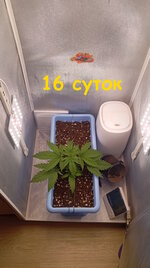 16 сут (2).jpg