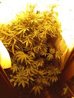 IMG_20260422_162006.jpg