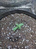 IMG_20260424_191618.jpg