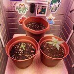 62975.jpg