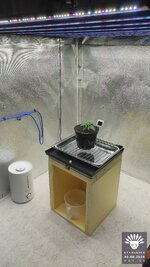 2026-08-30_aya-01_veg-w02d13_setup_07.jpg