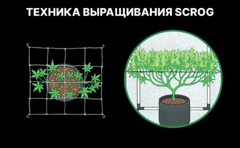 Техника ScrOG Техника ScrOG