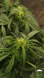 2026-09-28_acid-rain-01_veg-w06d42_bud_01.jpg