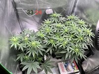 IMG_0286.jpeg