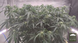 2026-10-04_acid-rain-01_veg-w07d48_canopy_07.jpg