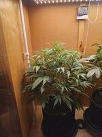 16164.jpg