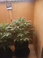 16172.jpg