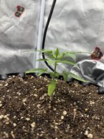 IMG_5195.jpeg