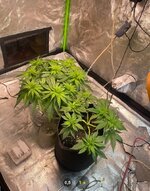 IMG_7366.jpeg