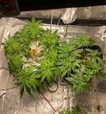 IMG_7390.jpeg