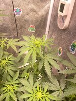 IMG_7014.jpeg
