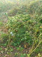 2217.jpg