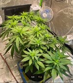 IMG_7417.jpeg