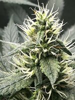 IMG_1219.jpeg