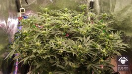 2026-10-17_aya-01_veg-w09d61_canopy_01.jpg
