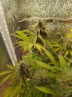 1000011456.jpg