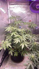 Три Bubb’ницы под окном…