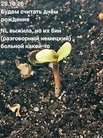 Сияние
