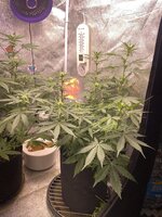 IMG_7055.jpeg