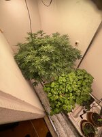 IMG_5870.jpeg