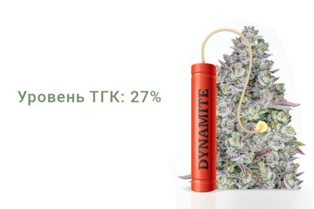 Сорт конопли Gorilla Cookies Auto