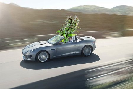 ТОП самых быстрых автоцветущих сортов конопли