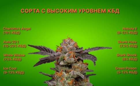 Сорта с высоким уровнем КБД