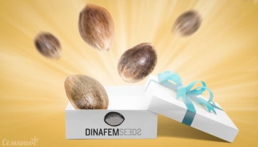 акция Dinafem.jpg акция Dinafem.jpg