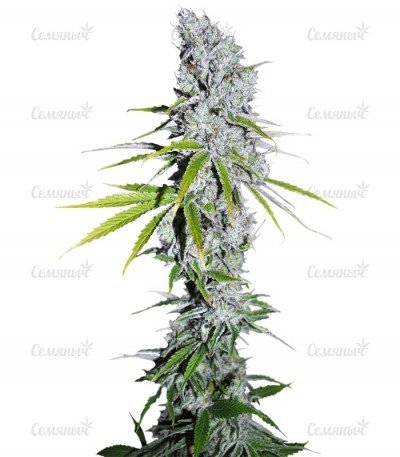 sort_CBD_Skunk_Haze.jpg sort_CBD_Skunk_Haze.jpg