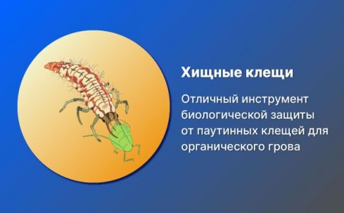 Хищные клещи