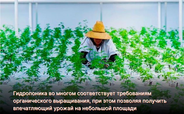 Почему гидропонику можно считать органическим способом выращивания конопли Почему гидропонику можно считать органическим способом выращивания конопли