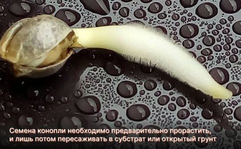 Высадка в субстрат без проращивания конопли Высадка в субстрат без проращивания конопли