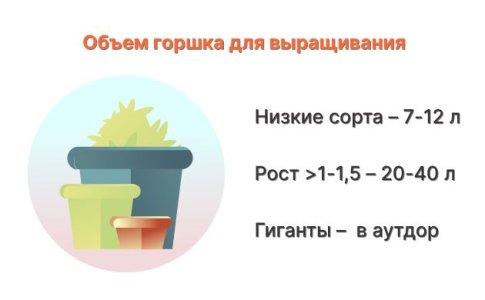 Маленький объем горшка конопли Маленький объем горшка конопли