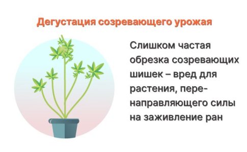 попробовать шишки конопли попробовать шишки конопли