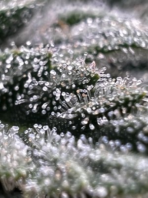 16C11834-EB31-4CE5-A195-ED6B8BA0F181.jpeg