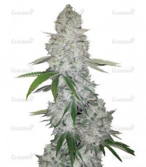 Gorilla-Glue-Auto.jpg Gorilla-Glue-Auto.jpg