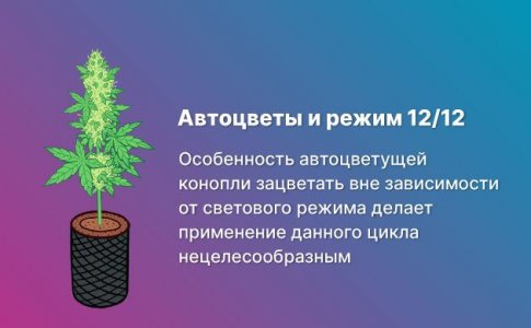 Автоцветы и 12/12